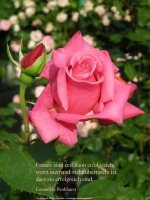 Grußkarte zum Internationalen Frauentag mit rosa Rose und einem deutschsprachigem Zitat von Emmeline Pankhurst: Frauen sind erst dann erfolgreich, wenn niemand mehr überrascht ist, dass sie erfolgreich sind.