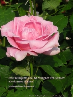 Grußkarte zum Internationalen Frauentag mit weißer Rose und einem deutschsprachigem Zitat von  Maria von Ebner Eschenbach: Marie von Ebner-Eschenbach: „Eine kluge Frau hat Millionen Feinde – alle dummen Männer.