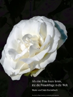 Grußkarte zum Internationalen Frauentag mit weißer Rose und einem deutschsprachigem Zitat von  Maria von Ebner Eschenbach: Als eine Frau lesen lernte, trat die Frauenfrage in die Welt. 