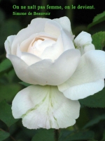 Grußkarte zum  Frauentag mit weißer Rose und französischsprachigem Zitat von Simone de Beauvoir: On ne naît pas femme, on le devient.   