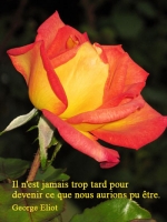 Grußkarte zum Frauentag mit gelb-roter Rose und französischsprachigem Zitat von George Eliot: Il n'est jamais trop tard pour devenir ce que nous aurions pu être. 