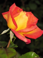 Kartengruß mit orange gelber Rose