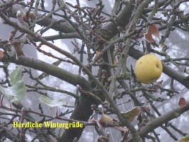 Weihnachtskarte Apfel mit Text