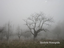 Weihnachtskarte Baum im Nebel mit Text