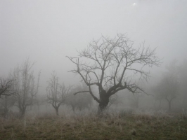 Weihnachtskarte Baum im Nebel ohne Text