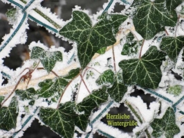 Weihnachtskarte Efeu mit Text
