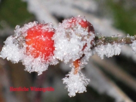 Weihnachtskarte Hagebutte mit Text