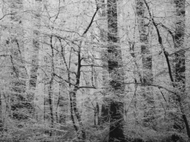 Weihnachtskarte Wald im Nebel ohne Text
